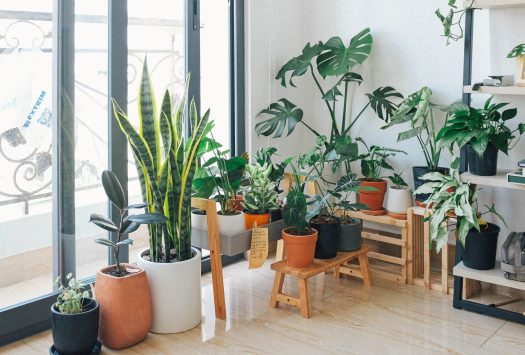 Huy Phan on Pexels potted green indoor plants 3076899 scaled 1 - Ways in Making Your New Property More Spacious