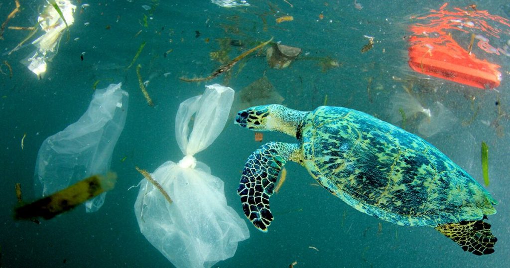 turtle swimming through plastic pollution rich carey 1024x538 - Endangered Marine Animals